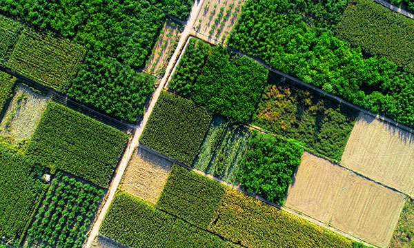 Vue aérienne des champs agricoles