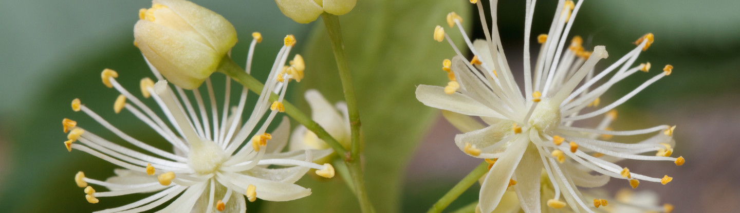 A close up of stamen on flowers